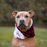 Winter Plaid Infinity Scarf