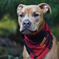 Burning Embers Bandana