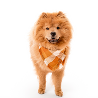 Pumpkin Spice Bandana