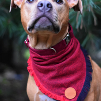 Cinder Red Bandana
