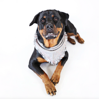 Peppered Pine Bandana