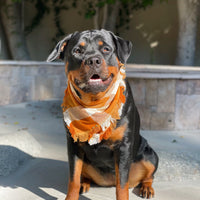 Pumpkin Spice Bandana