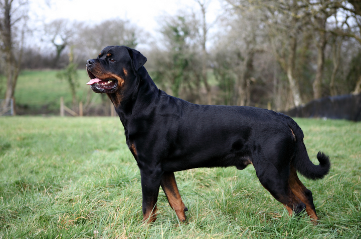Rottweilers: Are They Truly Big, Aggressive, Scary Dogs?
