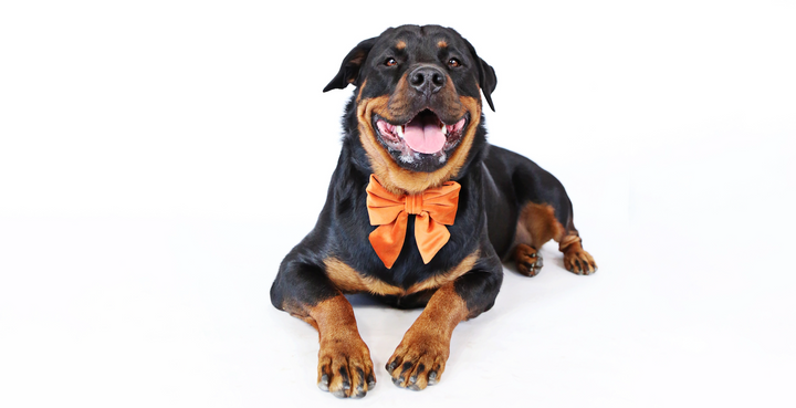 Swore You'd Never Dress Up Your Pup? Here's Why You Should!