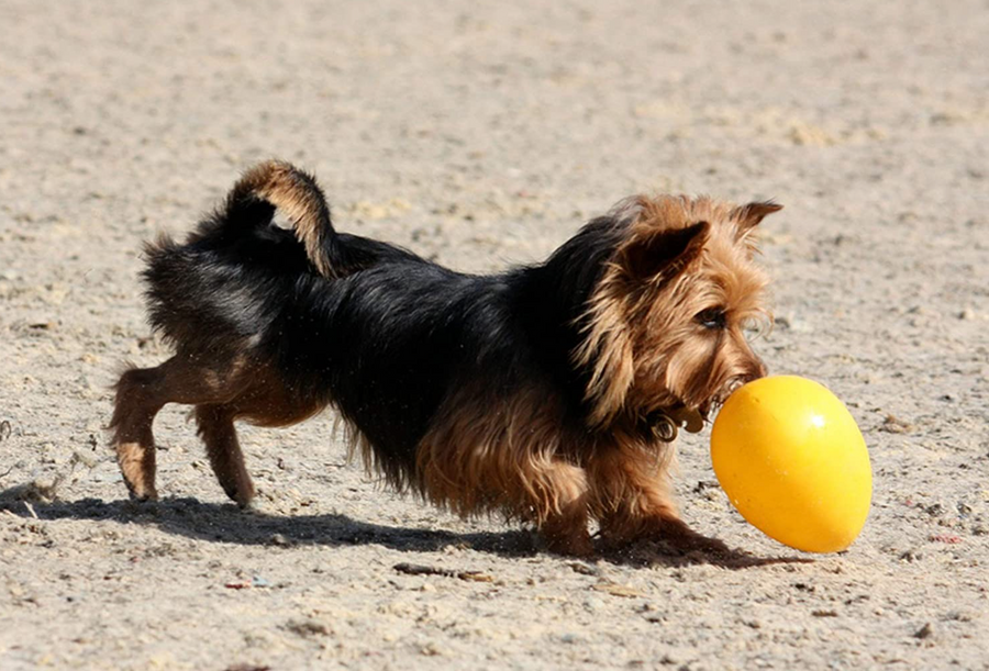 Jolly egg for dogs online