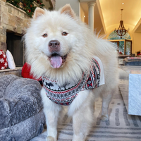 The Great Yukon Dog Sweater